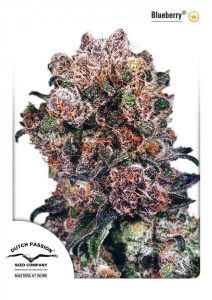 Blueberry Strain by Dutch Passion