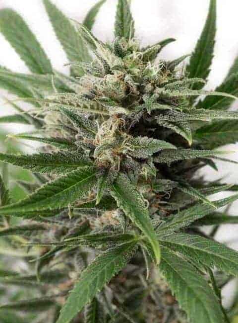cannabis seeds,hemp seeds,sativa,indica