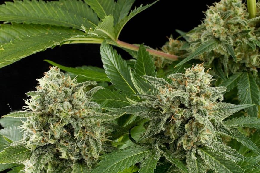 cannabis seeds,hemp seeds,sativa,indica
