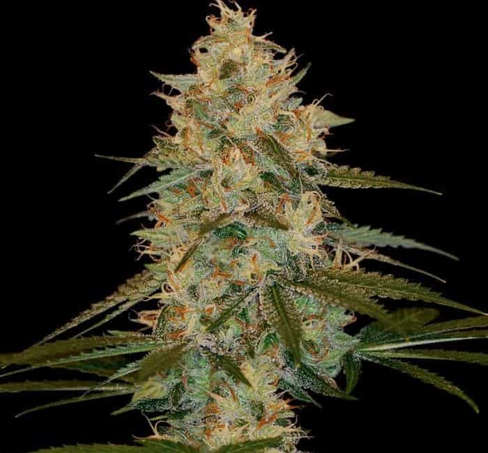 cannabis seeds,hemp seeds,sativa,indica