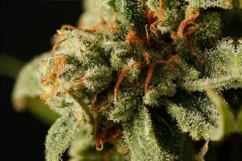 cannabis seeds,hemp seeds,sativa,indica