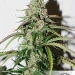 cannabis seeds,hemp seeds,sativa,indica