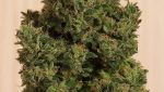 Sativa Dominant and Indica Dominant Cannabis Seeds cannabis seeds,hemp seeds,sativa,indica