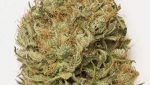 cannabis seeds,hemp seeds,sativa,indica