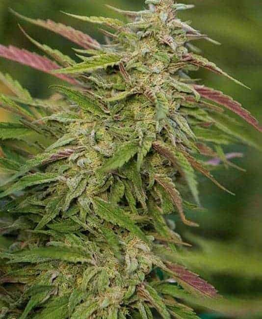 cannabis seeds,hemp seeds,sativa,indica