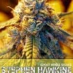 Sativa Dominant and Indica Dominant Cannabis Seeds cannabis seeds,hemp seeds,sativa,indica