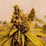 Sativa Dominant and Indica Dominant Cannabis Seeds Uub by Stoned Gorillas