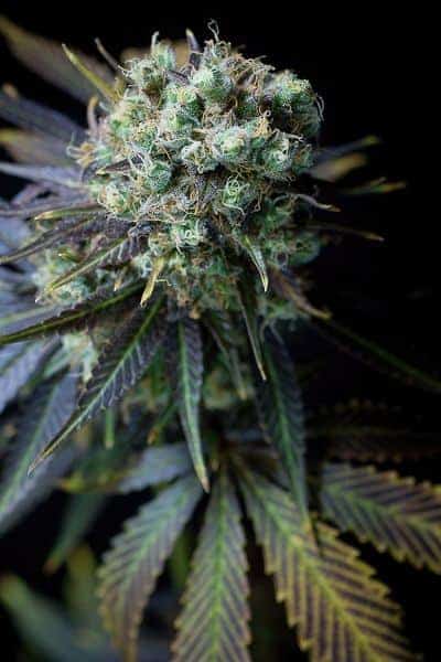cannabis seeds,hemp seeds,sativa,indica