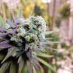 Prince Vegeta Saiyan Seeds Collection by Stoned Gorillas