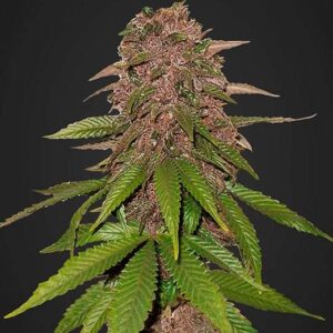 C4 Auto by Fast Buds