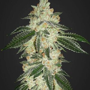 Green Crack Auto by Fast Buds