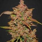 Sativa Dominant and Indica Dominant Cannabis Seeds Crystal Meth Auto by Fast Buds