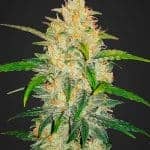Sativa Dominant and Indica Dominant Cannabis Seeds Zkittlez Auto by Fast Buds