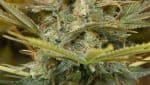 Three Blue Kings by Humboldt Seeds
