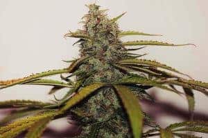 White Widow by Canna Genetics Farm