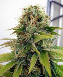 Blueberry by Canna Genetics Farm