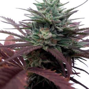 Brainstorm Feminized by Dutch Passion