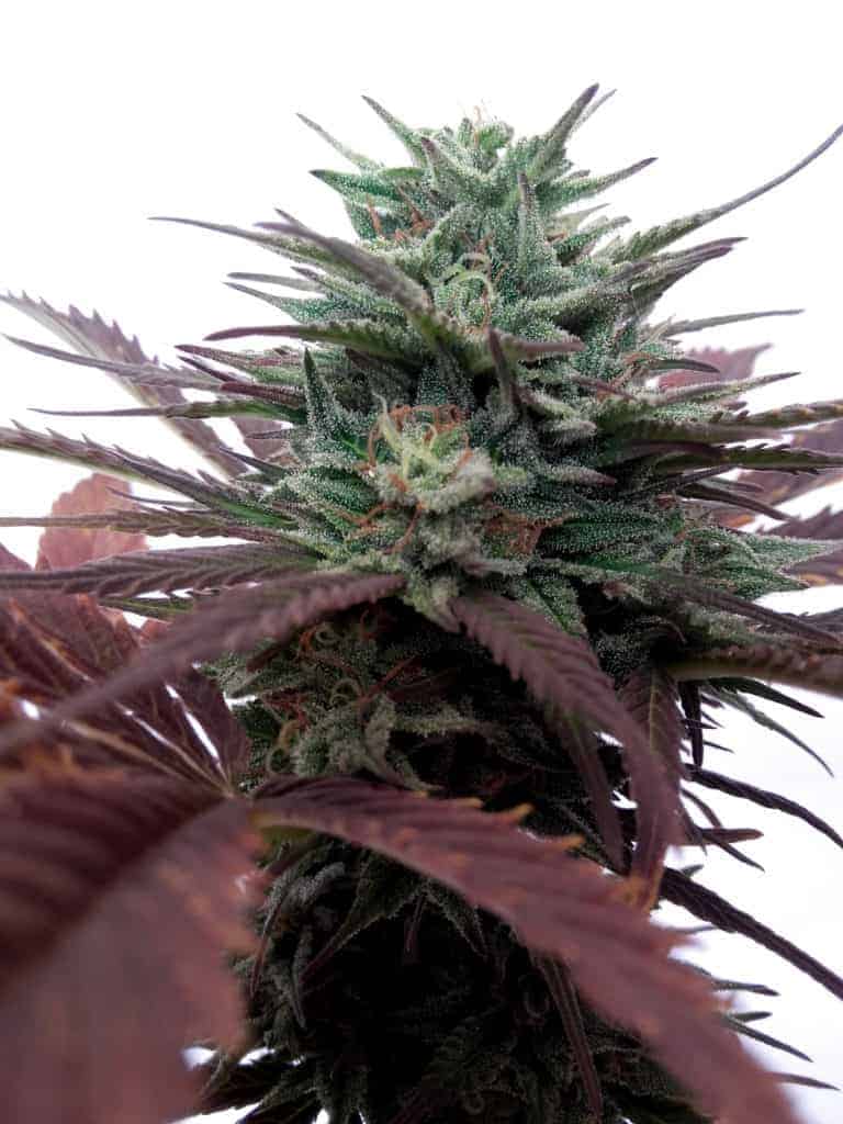 Brainstorm Feminized by Dutch Passion
