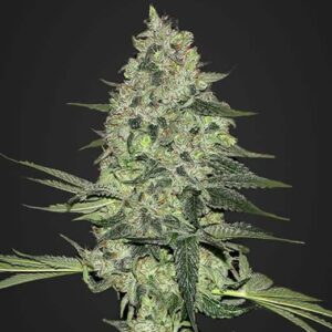 Rhino Ryder Auto Feminized by Fast Buds