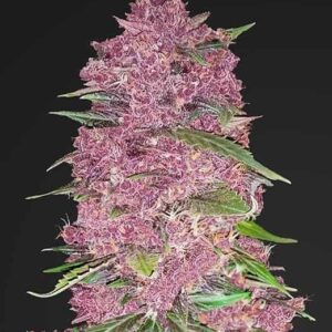 Purple Lemonade Autoflower Feminized by Fast Buds