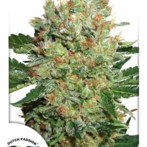 Brainstorm Feminized by Dutch Passion