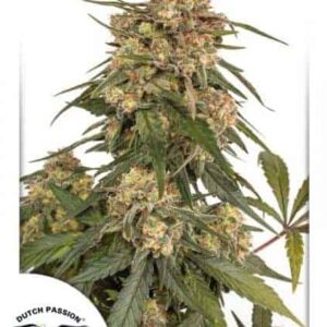 Forest Dream Feminized by Dutch Passion