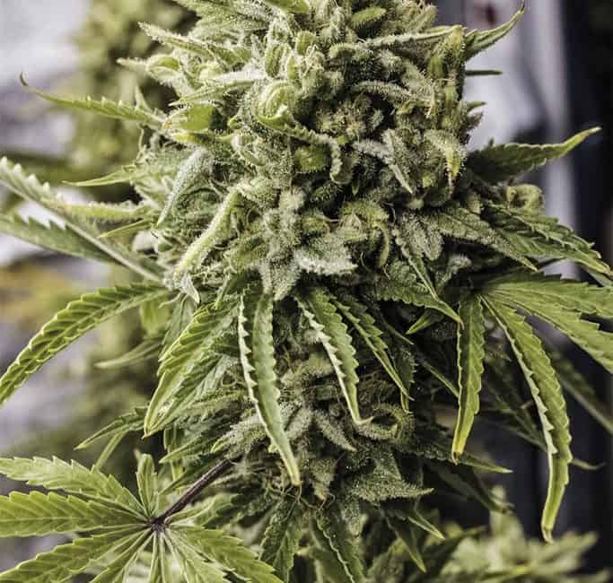 Bubba Kush Auto by Humboldt Seeds Organization