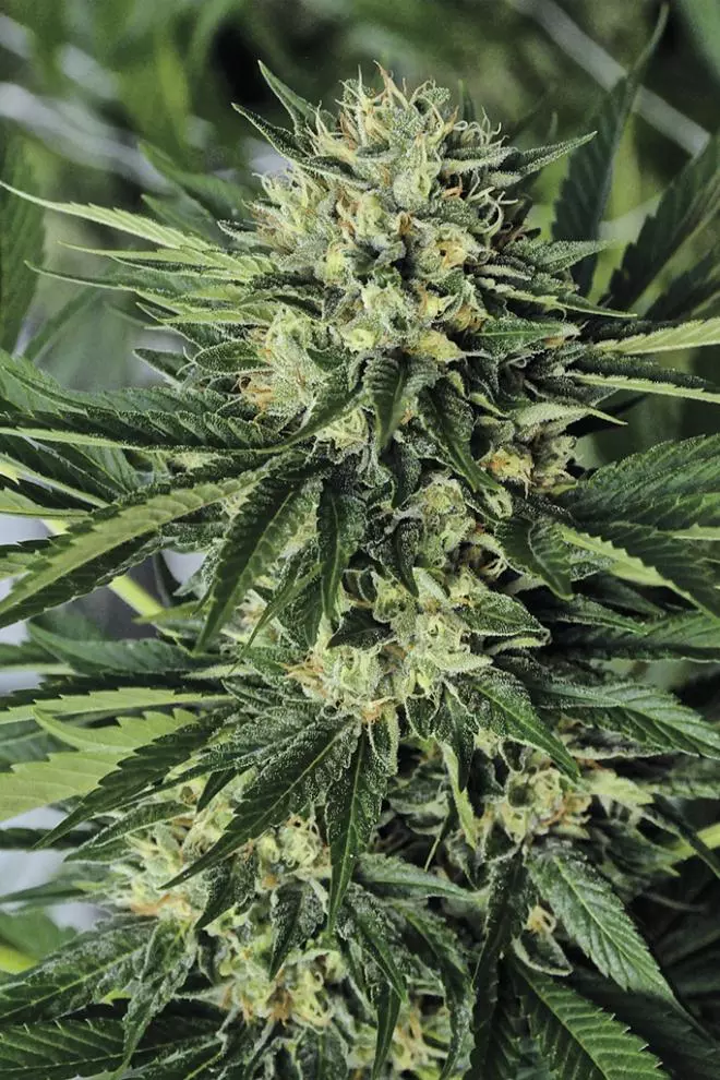 Dr Greenthumb's Em-Dog by Humboldt Seeds Organization
