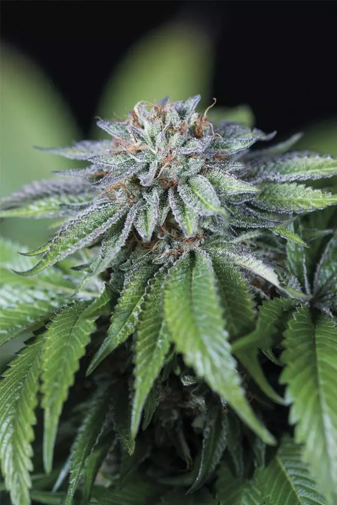 EWE 2 by Humboldt Seeds Organization