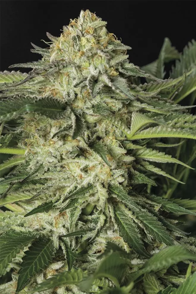 Lemon Garlic OG by Humboldt Seeds Organization