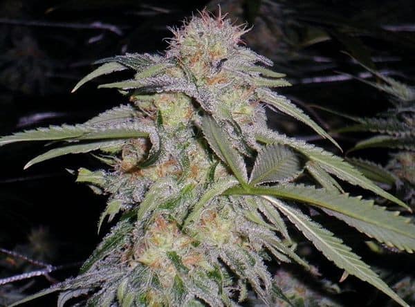 Lost Coast Hashplant by Humboldt Seeds