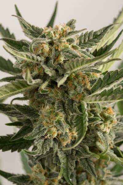 Lost Coast Skunk Auto by Humboldt Seeds