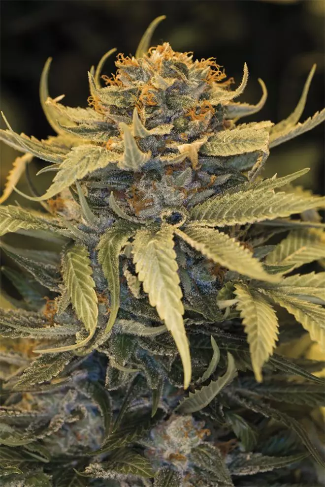 Lost Coast OG by Humboldt Seeds Organization