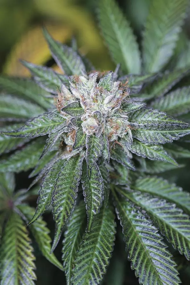 Master Kush by HSO
