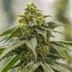 G13 Genius by Brothers Grimm Seeds