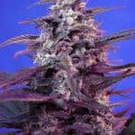 Sativa Dominant and Indica Dominant Cannabis Seeds Bloody Skunk Auto by Sweet Seeds