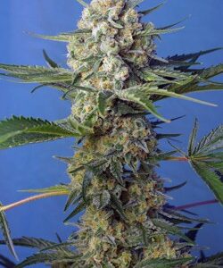 Crysal Candy Fast by Sweet Seeds