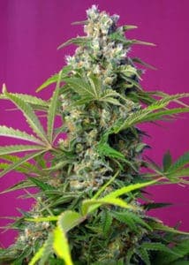 Gorilla Girl by Sweet Seeds