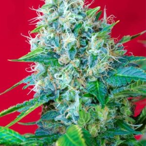 Green Poison by Sweet Seeds