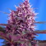 Red Poison Auto by Sweet Seeds