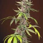 Red Mandarine F1 Fast by Sweet Seeds