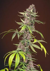 Red Mandarine F1 Fast by Sweet Seeds