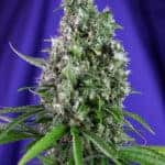 Sativa Dominant and Indica Dominant Cannabis Seeds Sweet Trainwreck Auto by Sweet Seeds