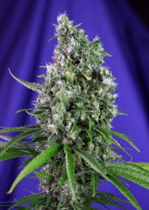 Sweet Trainwreck Auto by Sweet Seeds