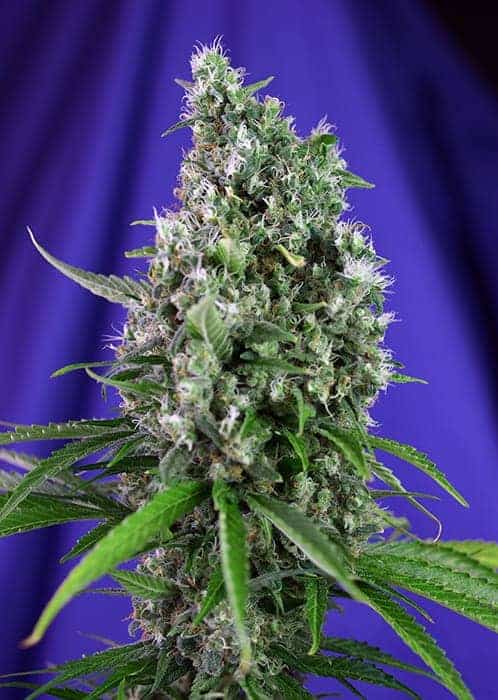 Sweet Trainwreck Auto by Sweet Seeds
