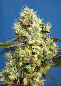 Sweet Gelato Auto by Sweet Seeds