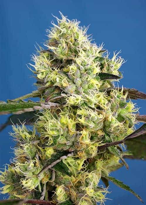 Sweet Gelato Auto by Sweet Seeds