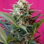 Sativa Dominant and Indica Dominant Cannabis Seeds Big Devil XL Auto by Sweet Seeds
