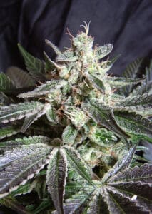 Black Jack by Sweet Seeds