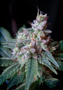 Cream Caramel by Sweet Seeds